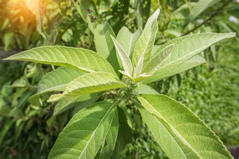 sambong leaf benefits